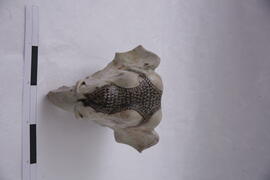 ภาพถ่ายการขุดค้นทางโบราณคดี