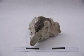 ภาพถ่ายการขุดค้นทางโบราณคดี