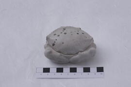 ภาพถ่ายการขุดค้นทางโบราณคดี